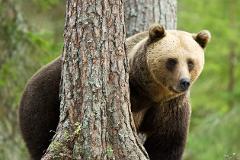 Brown Bear watching from hide in Sandviken