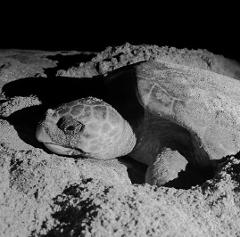 Turtle watch - Loggerhead spawning