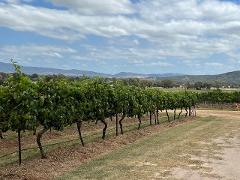 Mudgee by Shiraz Tours - PRIVATE (Full Day 9:30am-4:30pm) 
