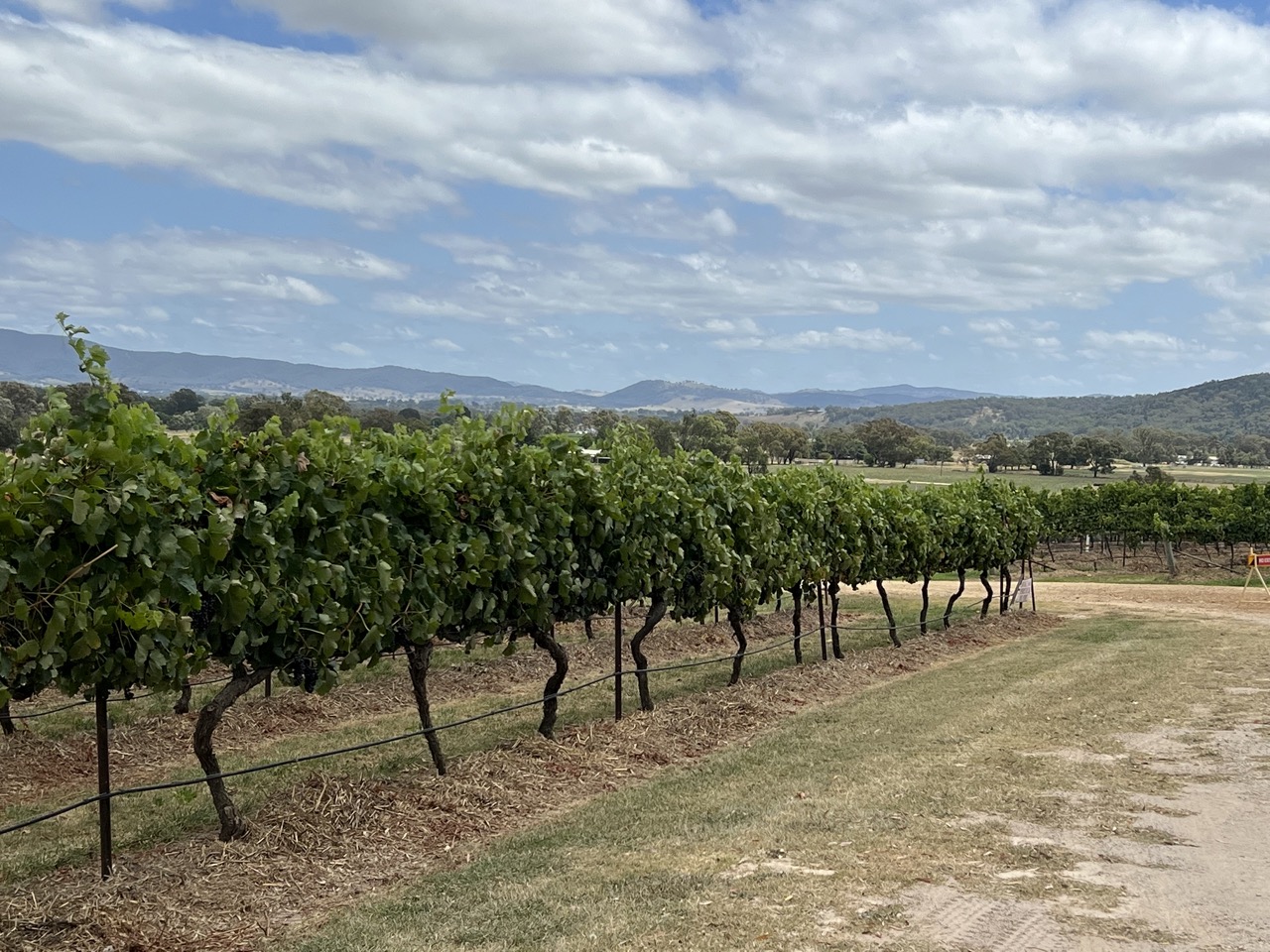 Mudgee by Shiraz Tours - PRIVATE (AM Half Day 9:30am-1:30pm) 