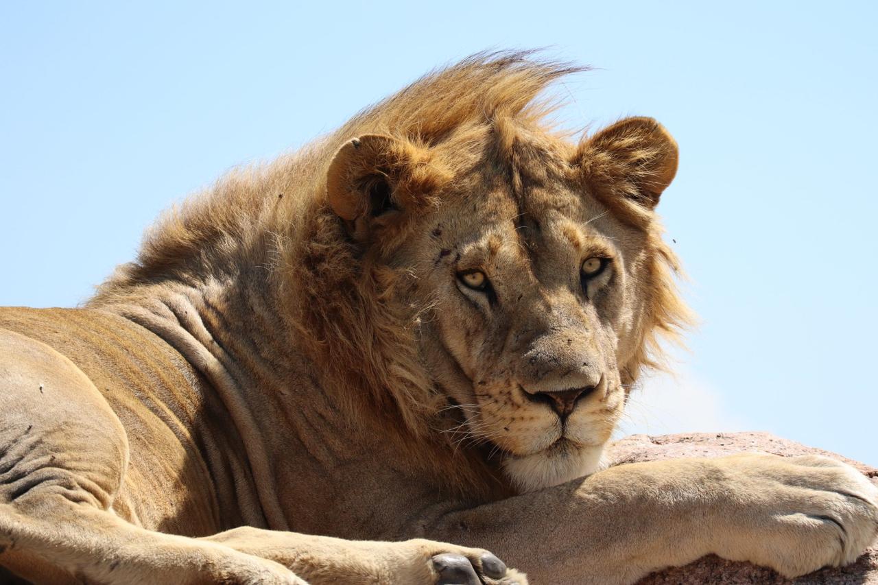 5 Day Safari - Lake Manyara, Olduvai Gorge, Serengeti, Ngorongoro Crater, Tarangire