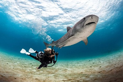 Bullshark diving