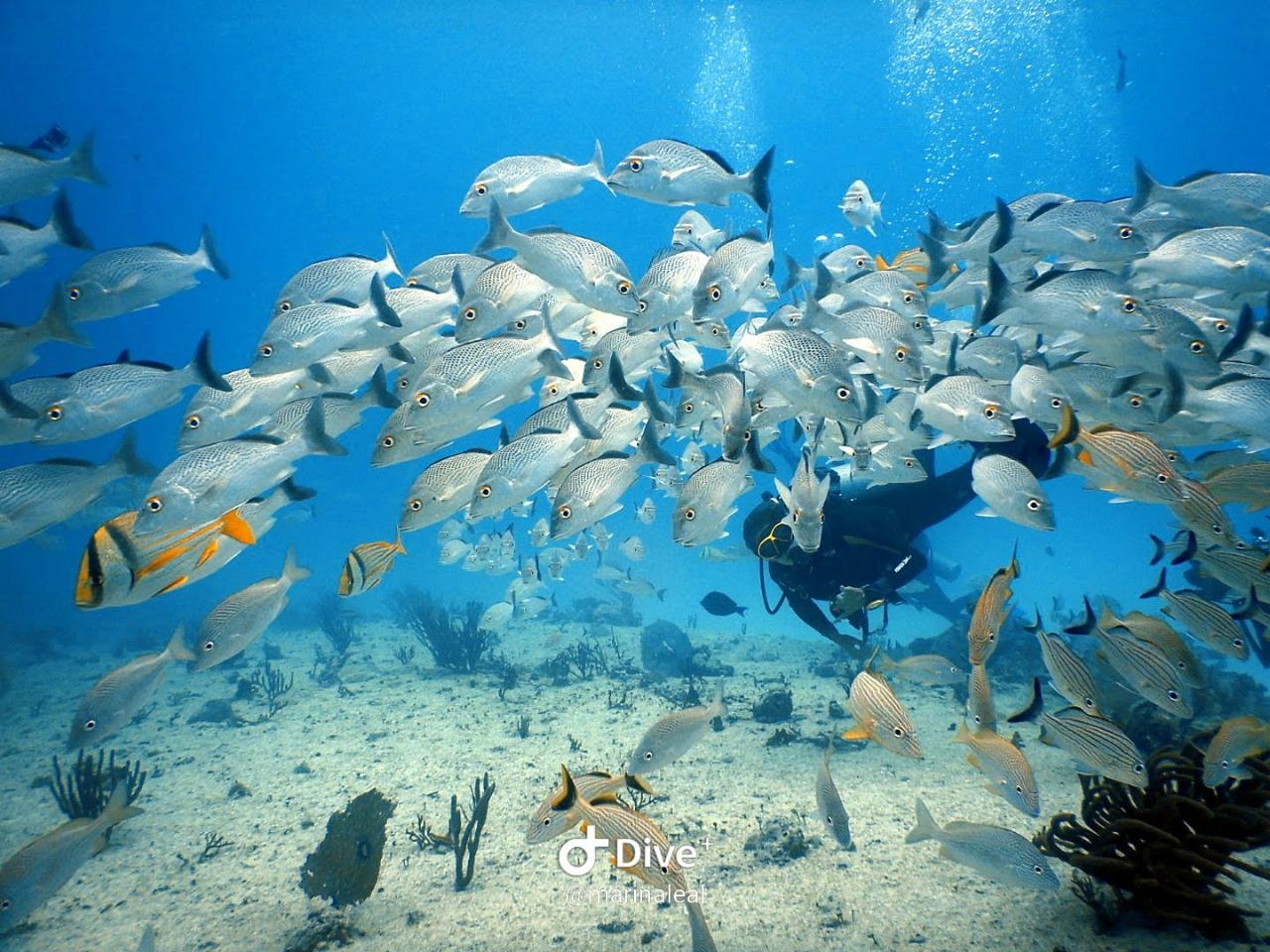 Cozumel