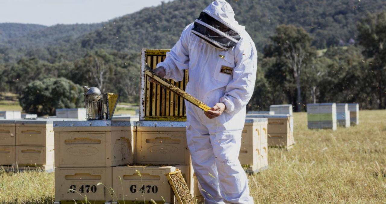 Invitation Only Beechworth Beekeepers Day - Limited places (Bookings essential)