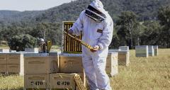 Invitation Only Beechworth Beekeepers Day - Limited places (Bookings essential)