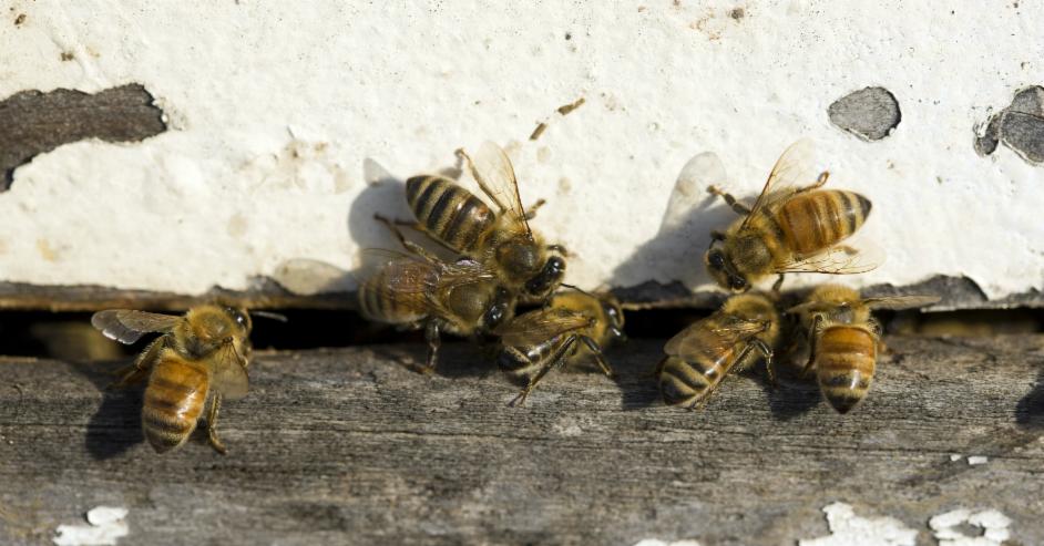 Virtual Bee School - Group Experience 