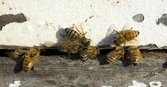 Virtual Bee School - Group Experience 