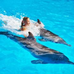 Dolphins Swim With 2 Dolphins
