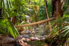 Zebedee Springs & Chamberlain Gorge Cruise Tour - Departing from The Station
