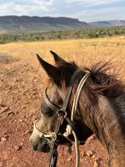 Big Sky Horses - Close of Day Ride