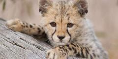 For the animal lover - Safari style