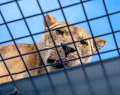 Monarto Zoo (Safari) Lions 360 - Adult ticket