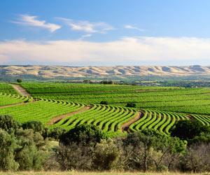 McLaren Vale 8-hour Fine Dining & Wine Tasting