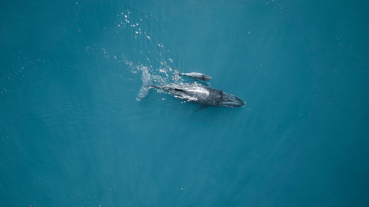 Sunset Whale Watching 