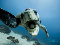 Snorkel Gold coast Turtle tour Gift Card
