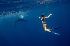 Tonga Whale Swim Adventure