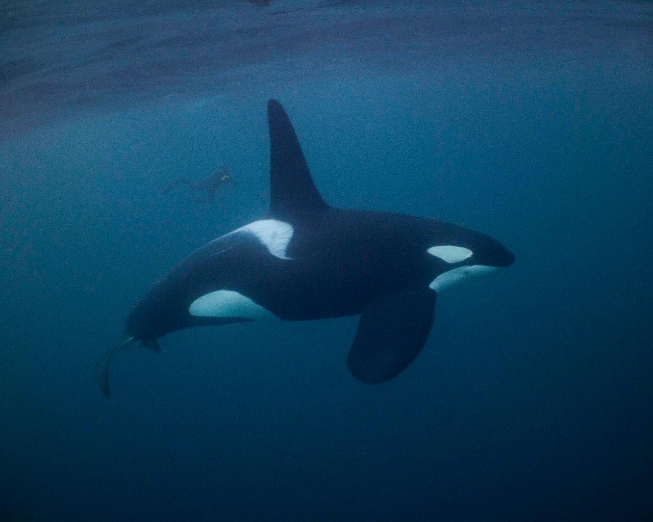 Swim with Orcas in Norway