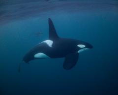 Swim with Orcas in Norway