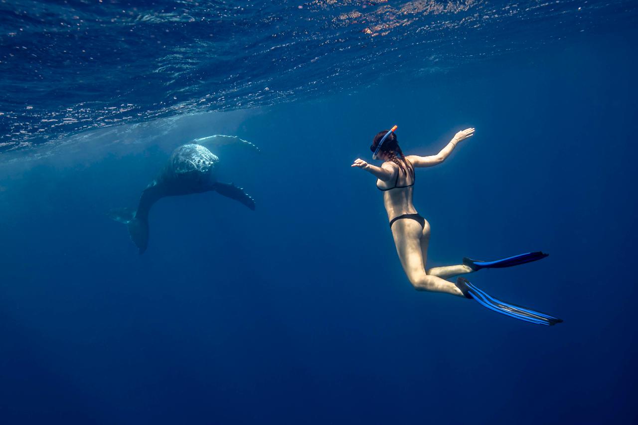 Swim with Whales Byron