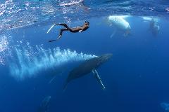 Swim with Whales Gold Coast