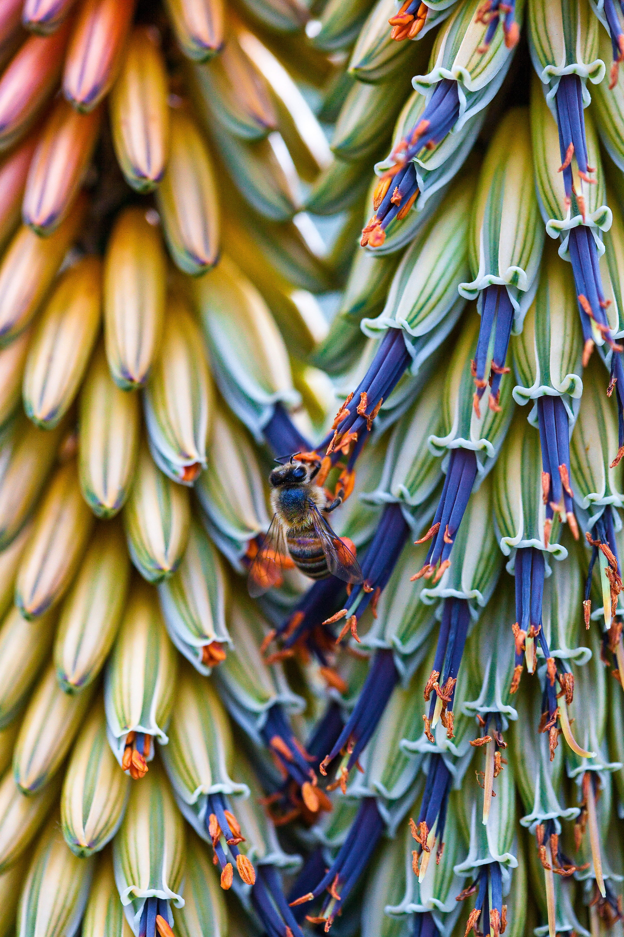 The Art of Macro - Sydney Photography Workshop
