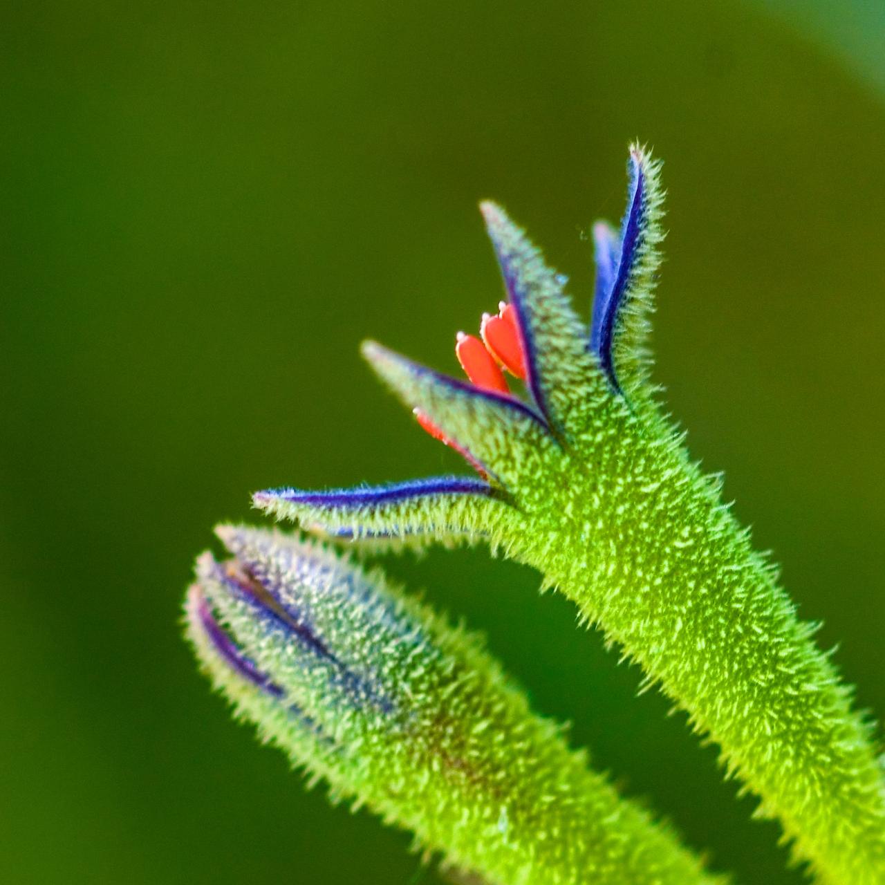 The Art of Macro - Sydney Photography Workshop