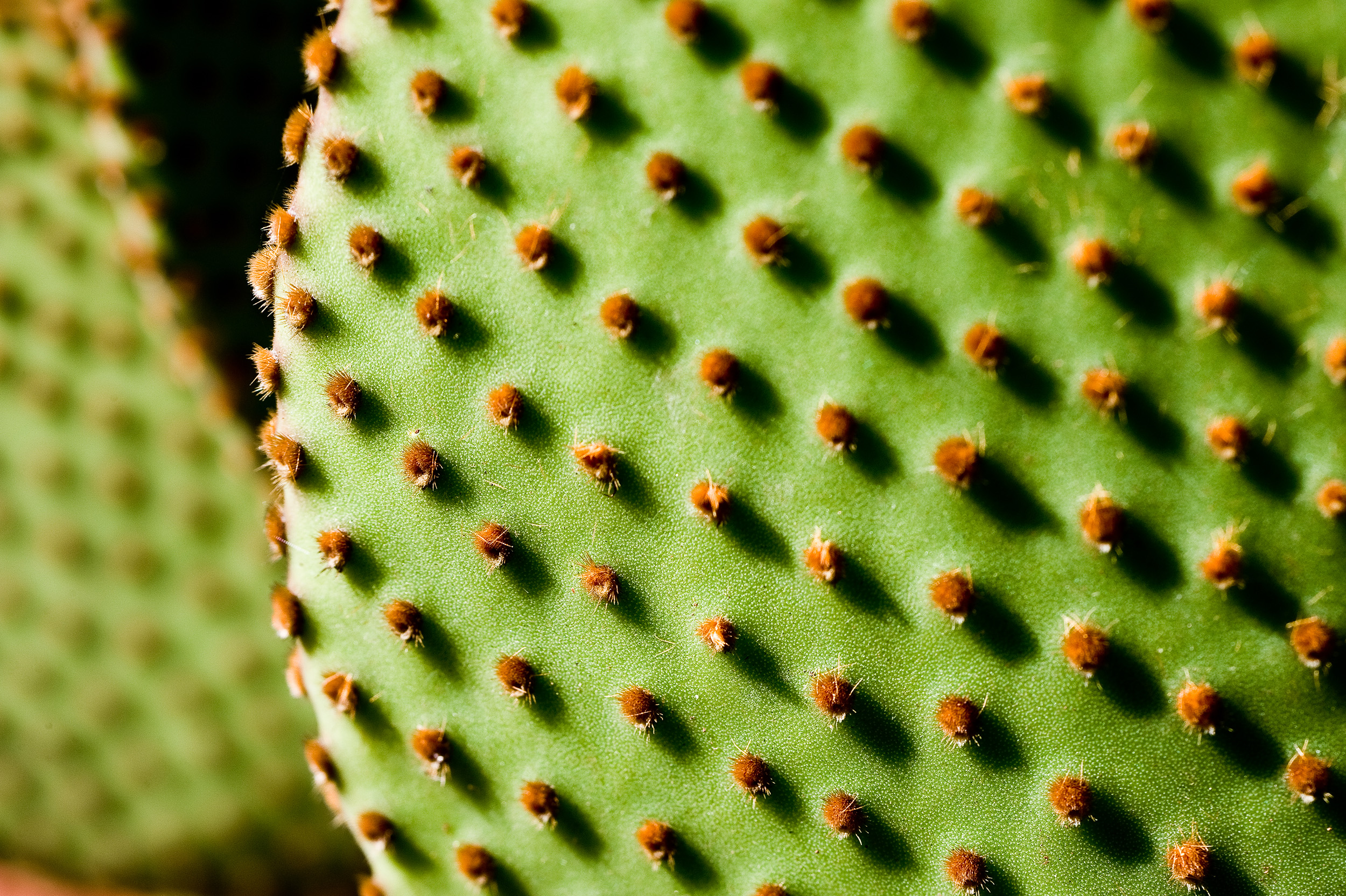 The Art of Macro - Sydney Photography Workshop