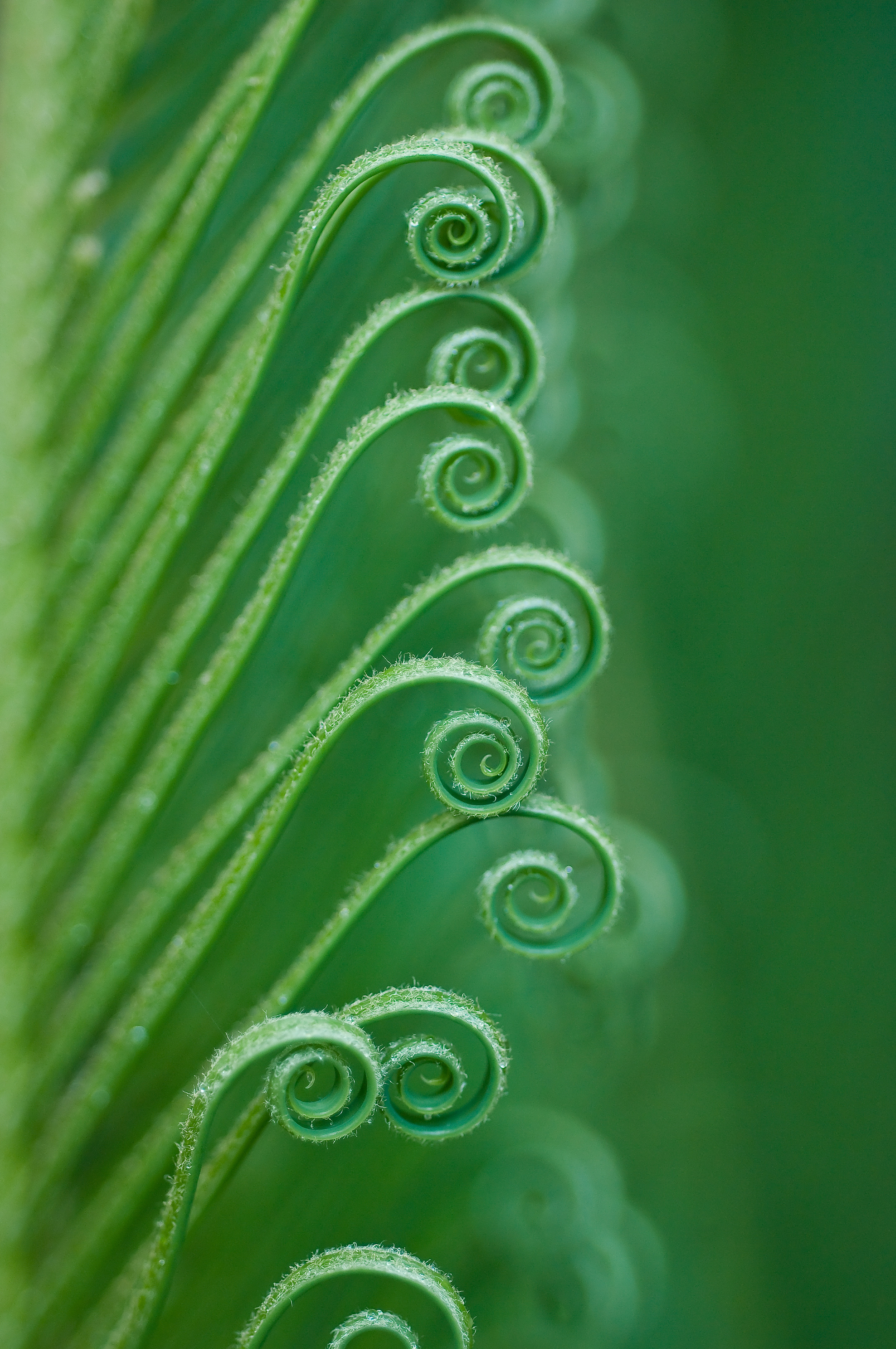 The Art of Macro - Sydney Photography Workshop