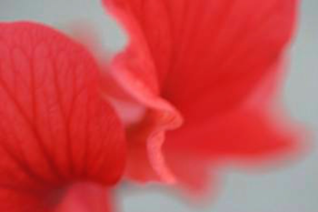 The Art of Macro - Sydney Photography Workshop