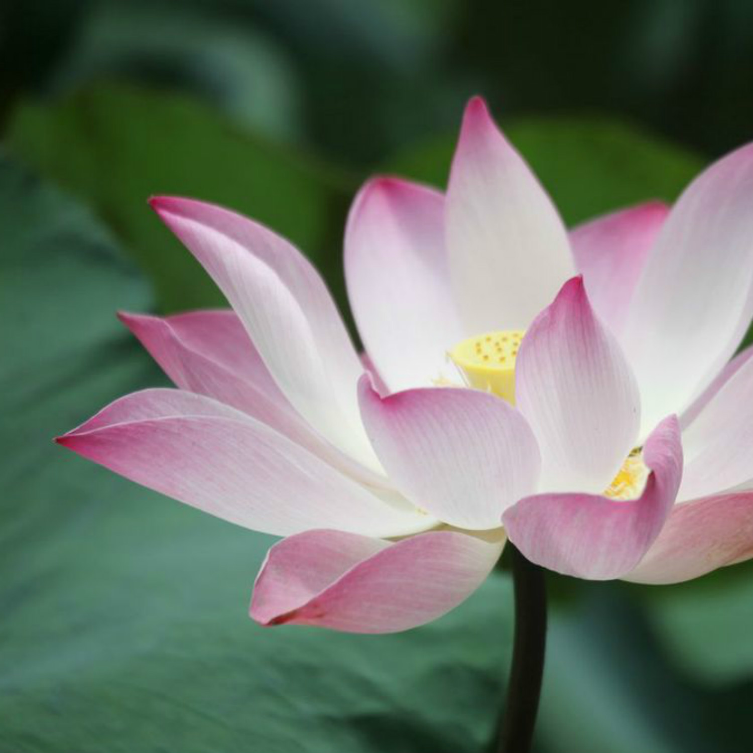 Focus on Flash, Sydney Photography Workshop