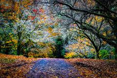 Autumn Colours of Blue Mountains 2026