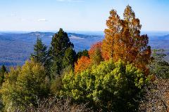 Autumn Colours Mount Wilson 2025