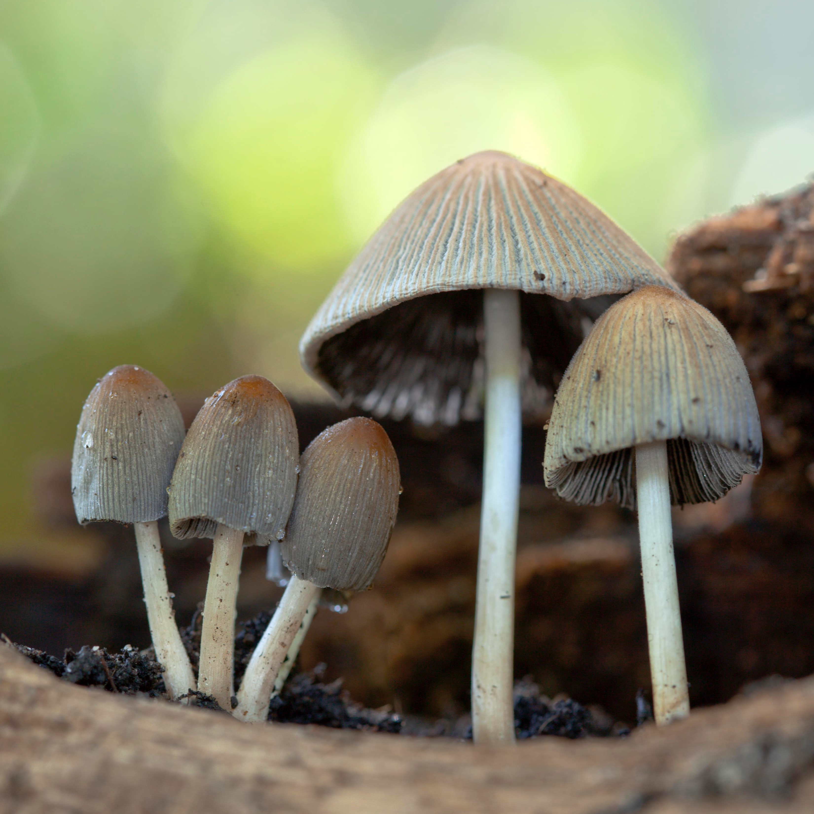 The Art of Macro - Sydney Photography Workshop