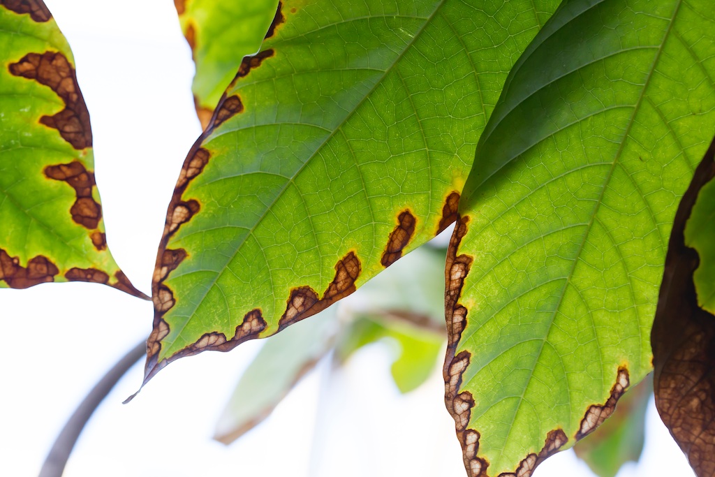 The Art of Macro - Sydney Photography Workshop