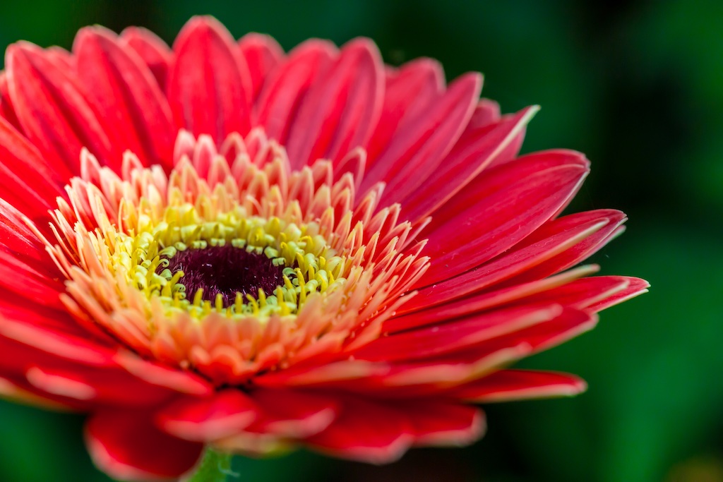 The Art of Macro - Sydney Photography Workshop