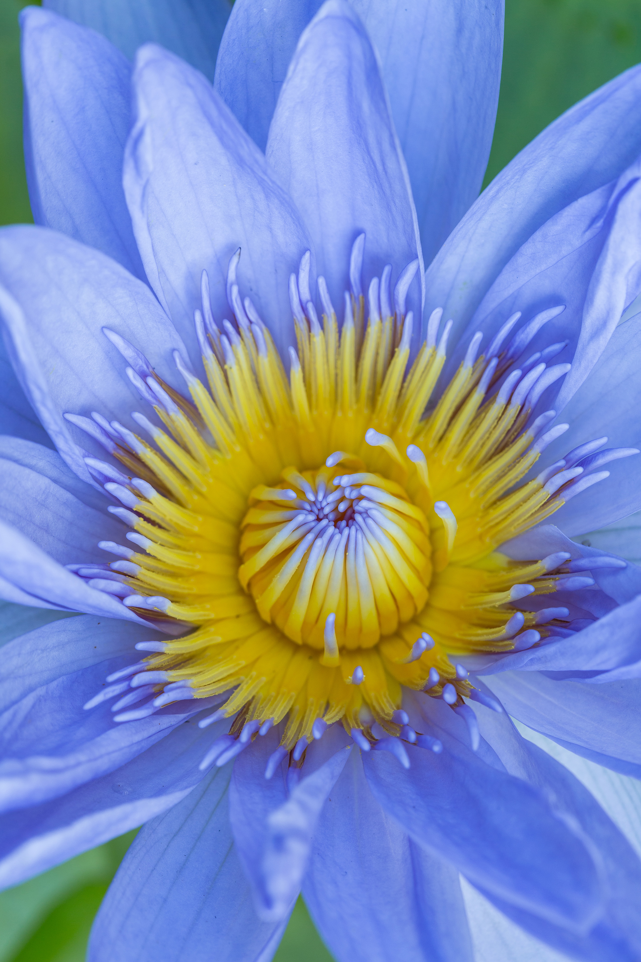 The Art of Macro - Sydney Photography Workshop