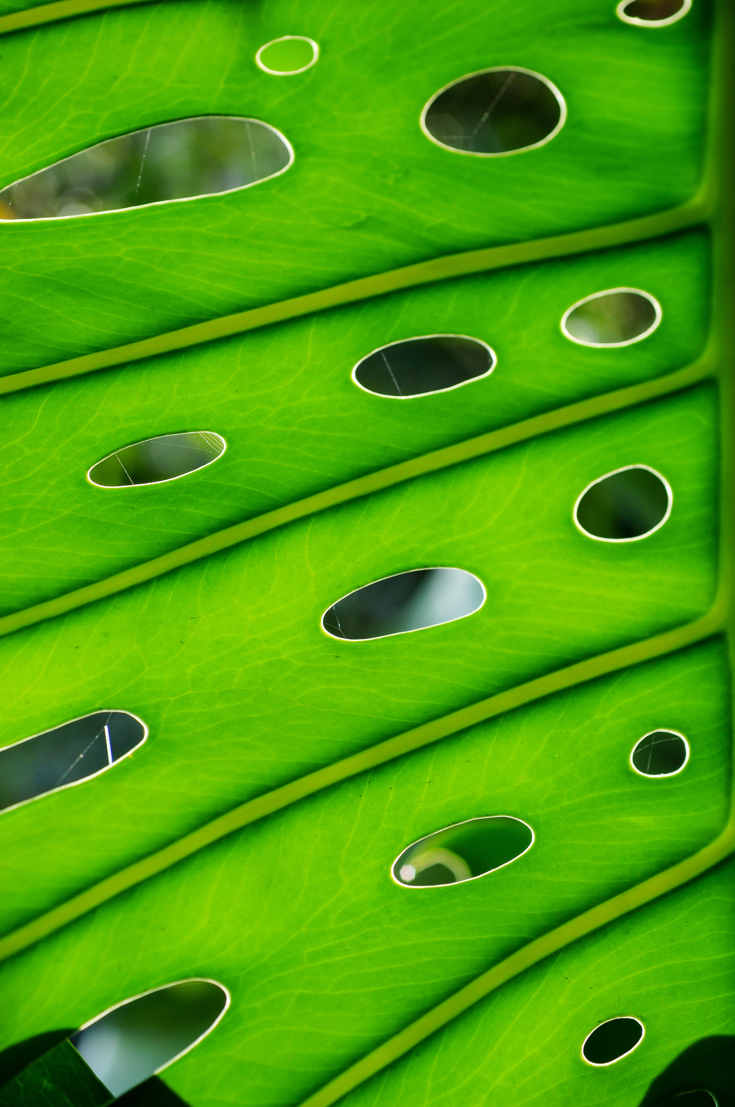 The Art of Macro - Sydney Photography Workshop