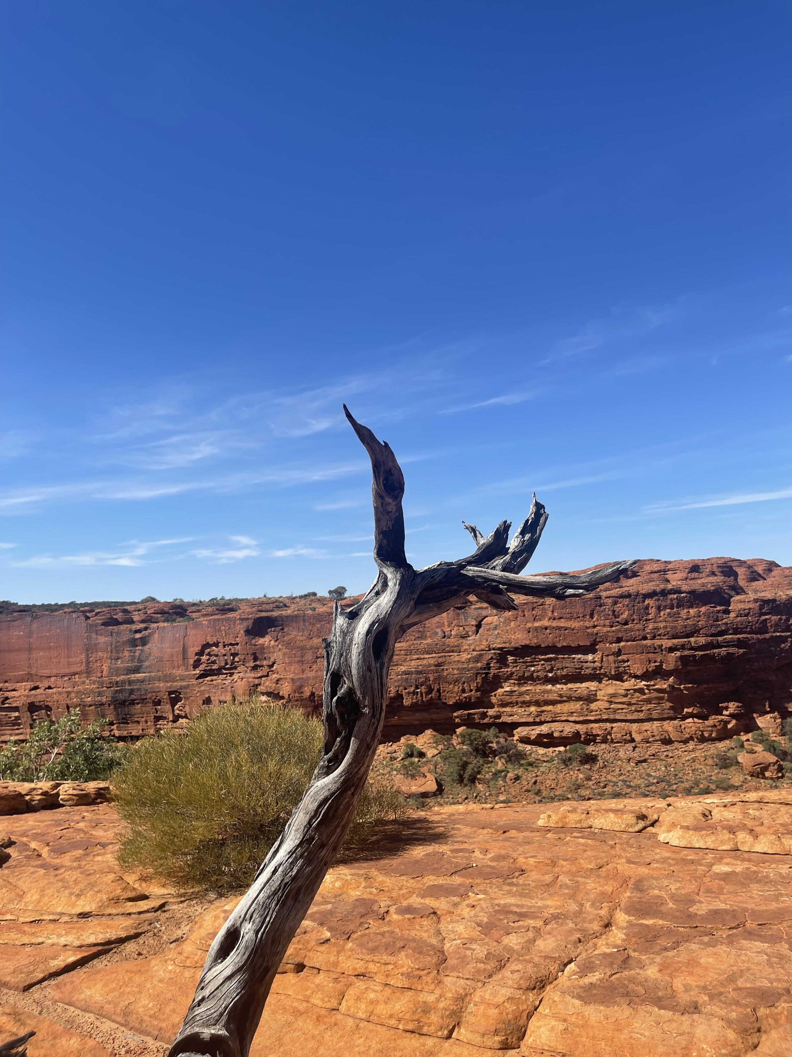 Kings Canyon Day Tour 帝王谷一日游