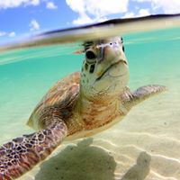 Glassbottom Boat Turtle Tour and 2 Spot Snorkel 2024/5 Season