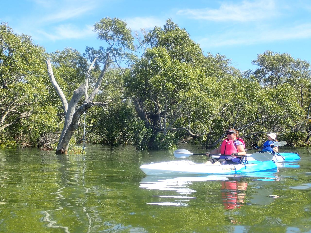 Tingalpa Creek - Intermediate Tour (Kayak only)