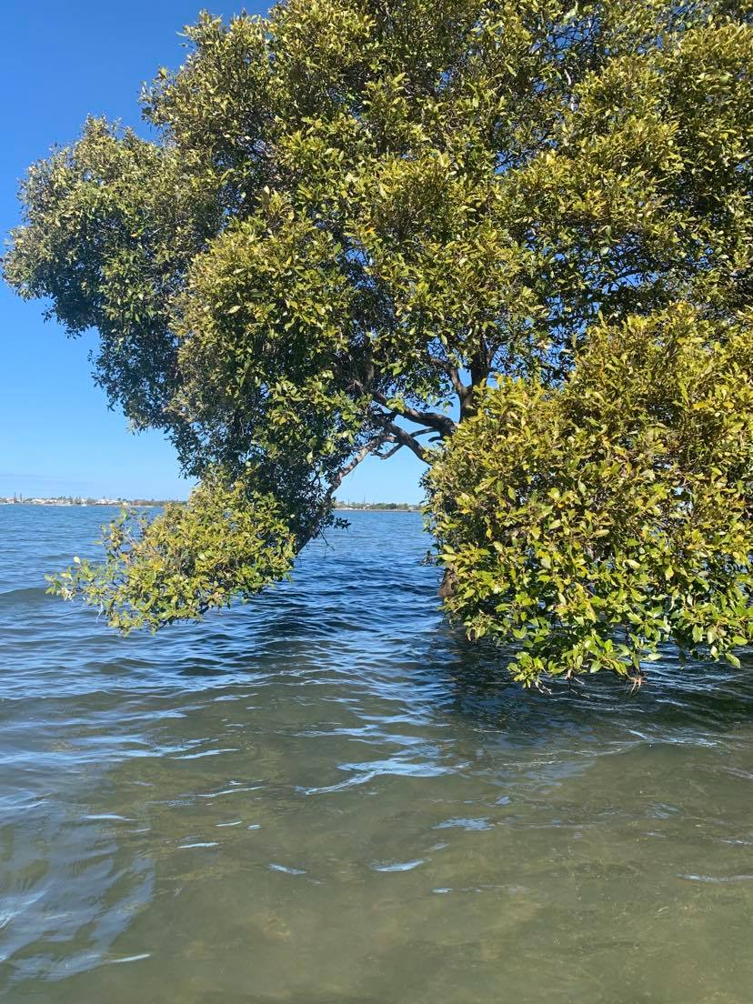 Mangrove Experience