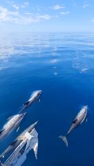 Observação de Golfinhos / Dolphin Watching - Sesimbra