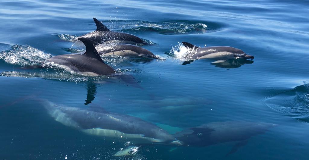 Dolphin Watching - Sesimbra