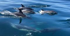 Dolphin Watching - Sesimbra