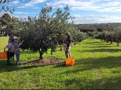 Olive Grove Experience