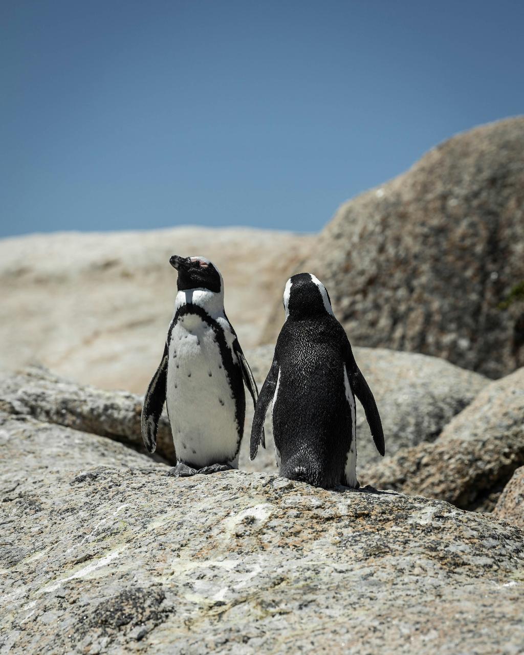 The Road Trip (Cape Point & Penguins) 