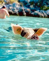 Swimming Pigs Exuma Tour Marlin 35