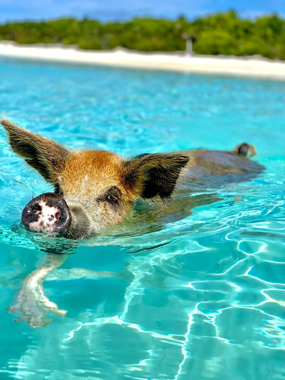  Exuma Swimming Pigs Private Tour