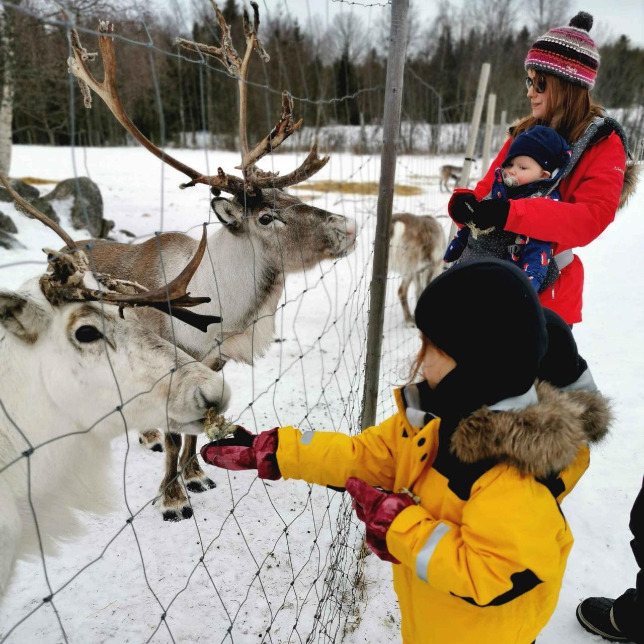 Feed the Reindeer Experience