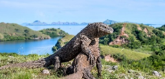 5D4N Explore Komodo & Relax in Bali by Garuda Indonesia (Usual price S$988)